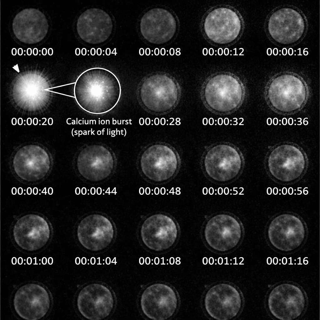 Time sequence showing the burst of light associated with fertilization